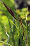 Carex × toezensis