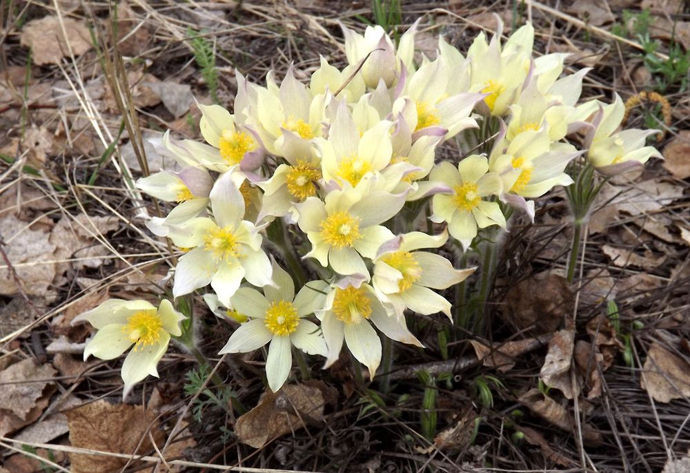 Изображение особи Pulsatilla orientali-sibirica.