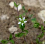 Arenaria uralensis