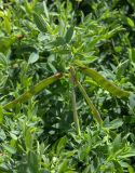 Lathyrus pratensis