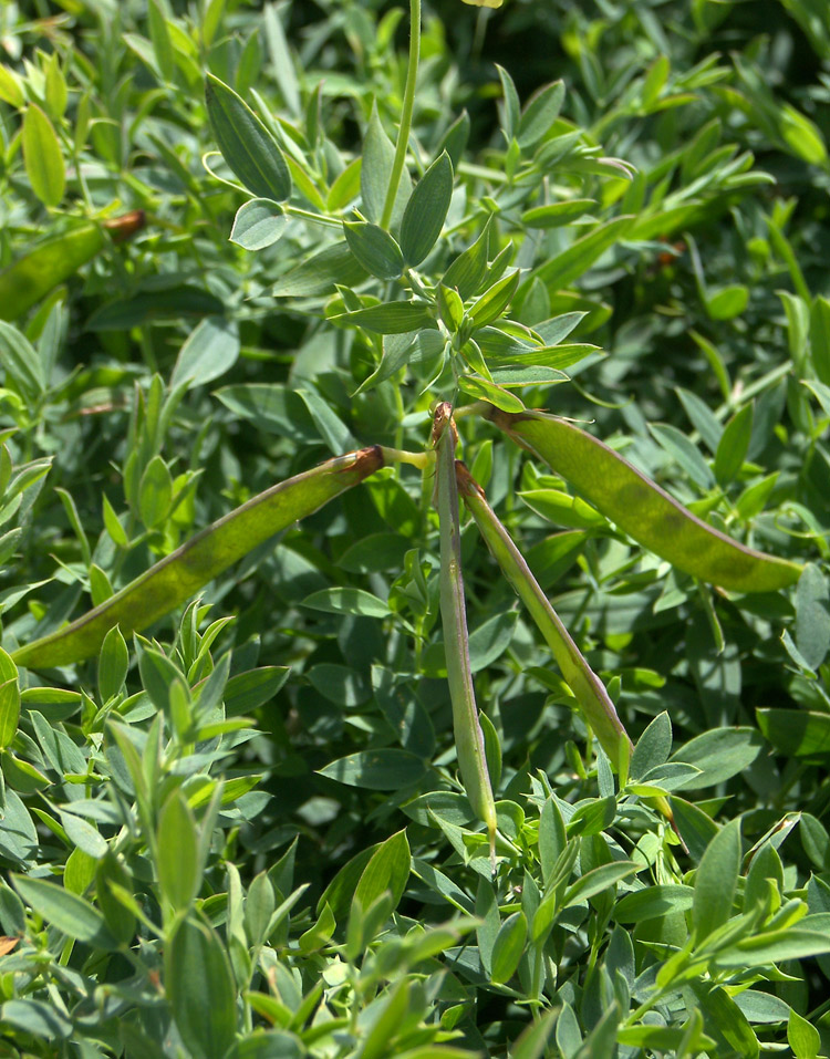 Изображение особи Lathyrus pratensis.