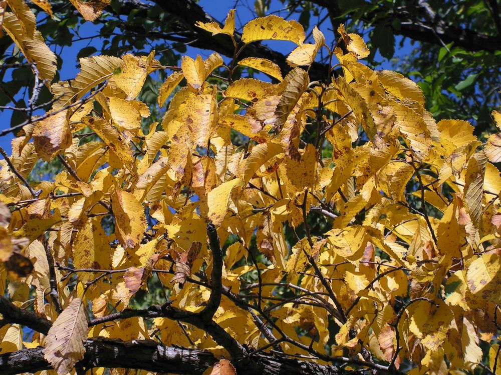 Изображение особи Ulmus japonica.