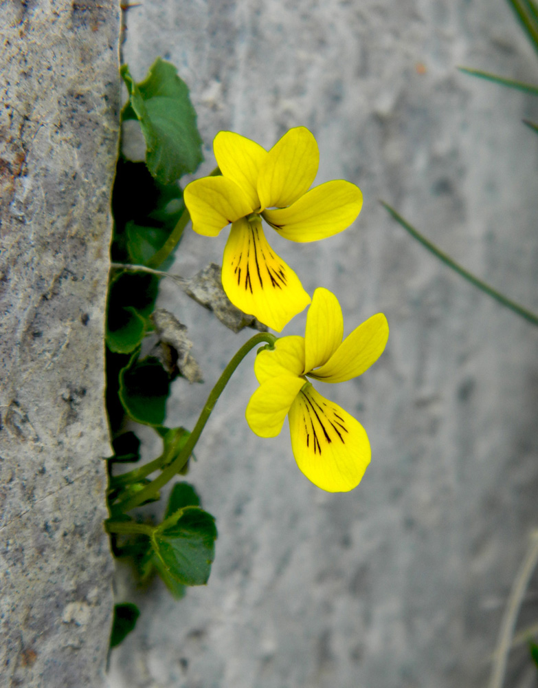 Изображение особи Viola caucasica.