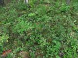 Salix myrsinites