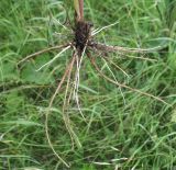 Valeriana rossica