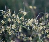 Asparagus horridus. Часть веточки с цветками. Израиль, у южной окраины Ашдода, пески. 21.03.2014.