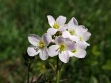 Cardamine pratensis