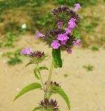 Clinopodium vulgare. Верхушка цветущего растения. Подмосковье, окр. г. Одинцово, разнотравный луг. Июль 2014 г.