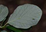 Styrax officinalis