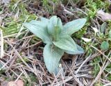 Goodyera repens