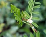 Vicia grandiflora. Цветок, бутон и лист. Краснодарский край, окрестности Геленджика, Нижний парк сафари. 05.05.2013.