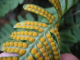 Polypodium vulgare