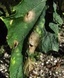 Datura stramonium