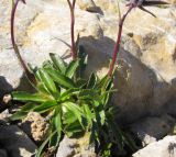 Campanula ciliata. Основание растения. Адыгея, Кавказский биосферный заповедник, гора Оштен, ≈ 2800 м н.у.м., на вершине в расщелине скалы. 18.07.2015.