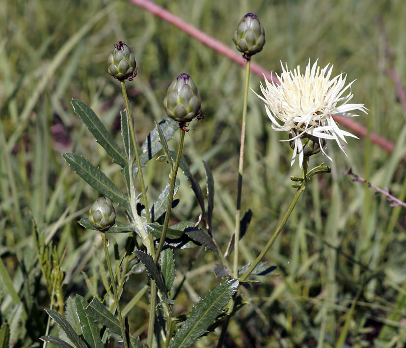 Изображение особи Rhaponticoides ruthenica.