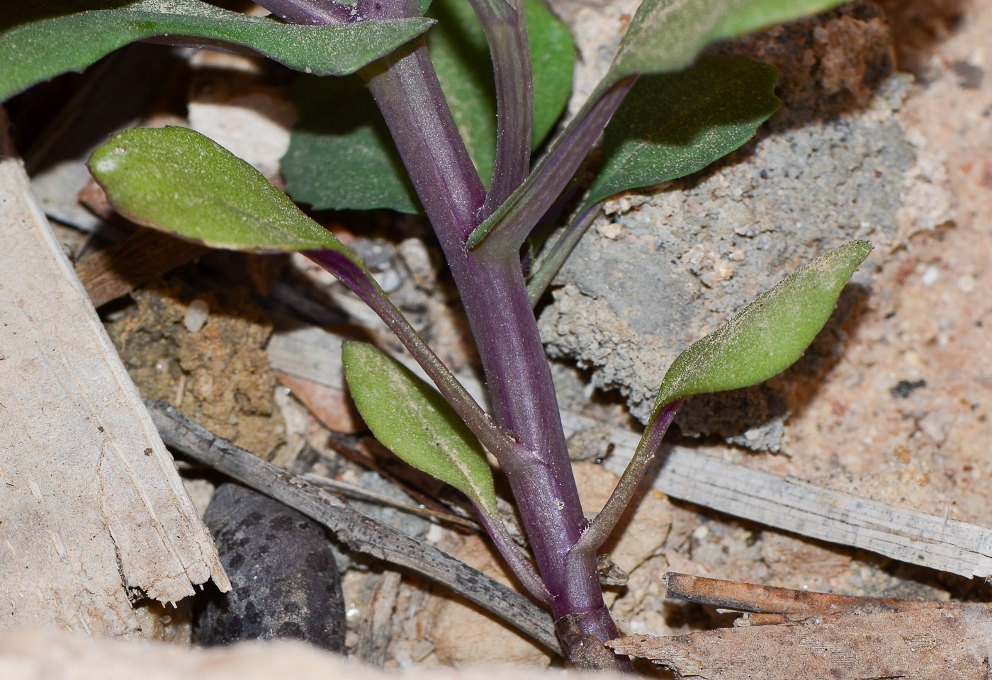 Изображение особи Senecio flavus.