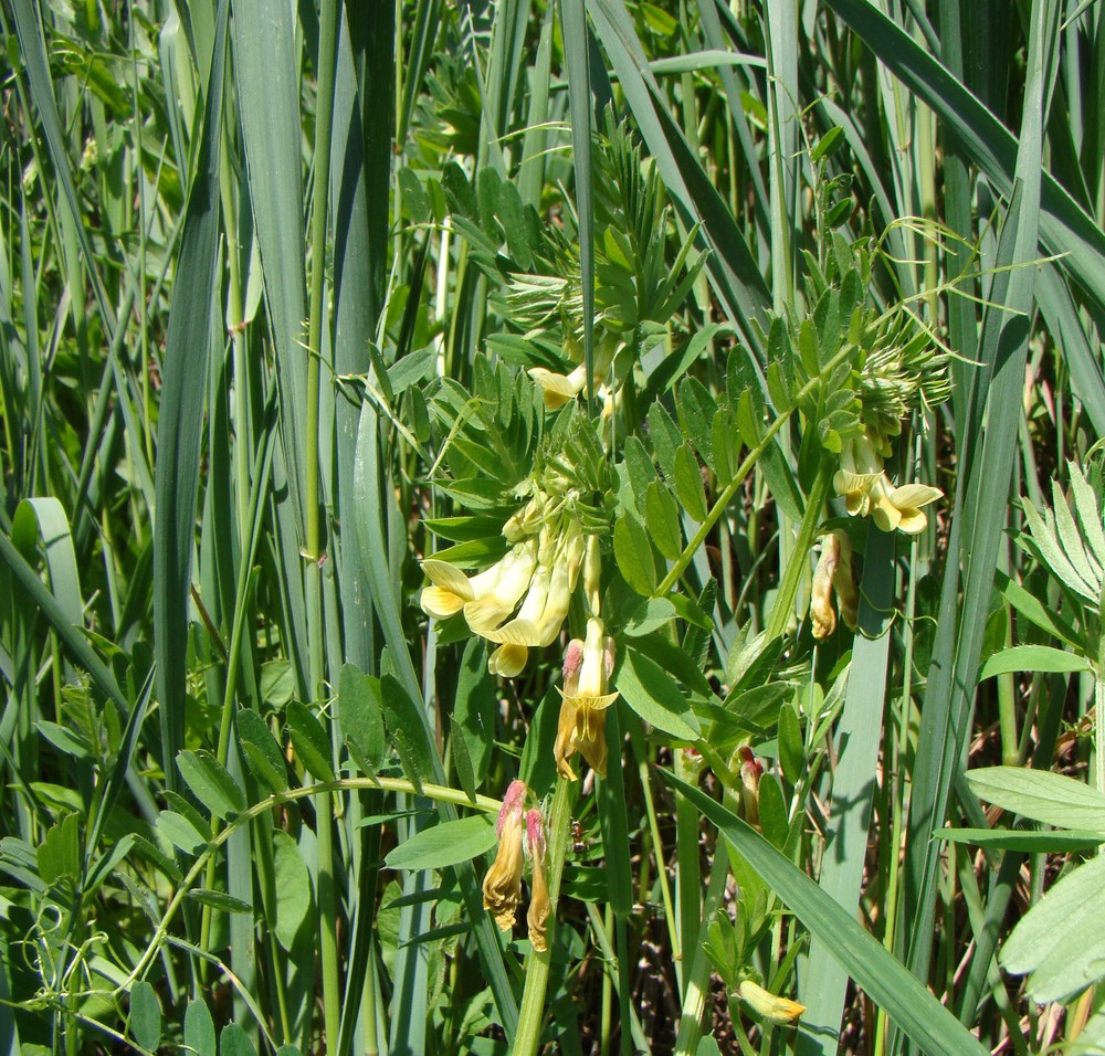 Изображение особи Vicia ciliatula.