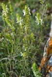 Stachys atherocalyx