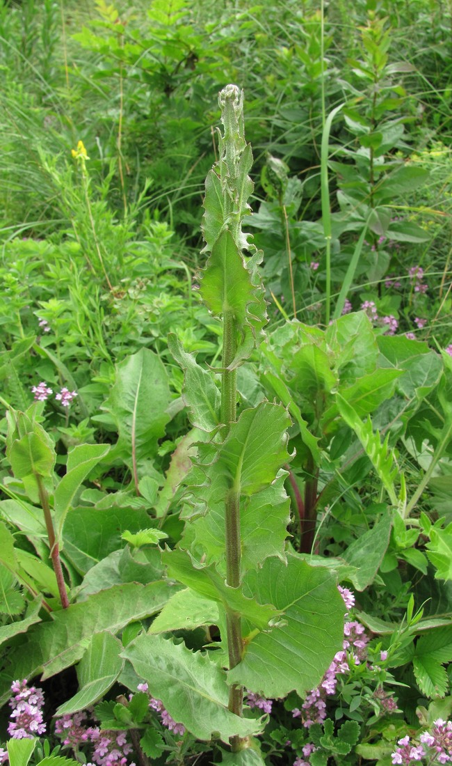 Изображение особи Crepis pannonica.