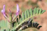 Astragalus camptoceras