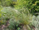 Stipa dasyphylla. Плодоносящие растения. Украина, г. Запорожье, балка Щавелевая, степь. 08.05.2017.