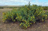 Caragana microphylla. Цветущее растение. Монголия, аймак Туве, окр. г. Эрдэнэсант, ≈ 1400 м н.у.м., горная степь. 01.06.2017.