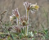 Pulsatilla ucrainica. Цветущее растение (цветовая вариация) в песчаной степи. Украина, Донецкая обл., Константиновский р-н, РЛП \"Клебан-Бык\". 04.04.2010.