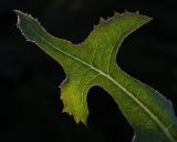 Lactuca serriola