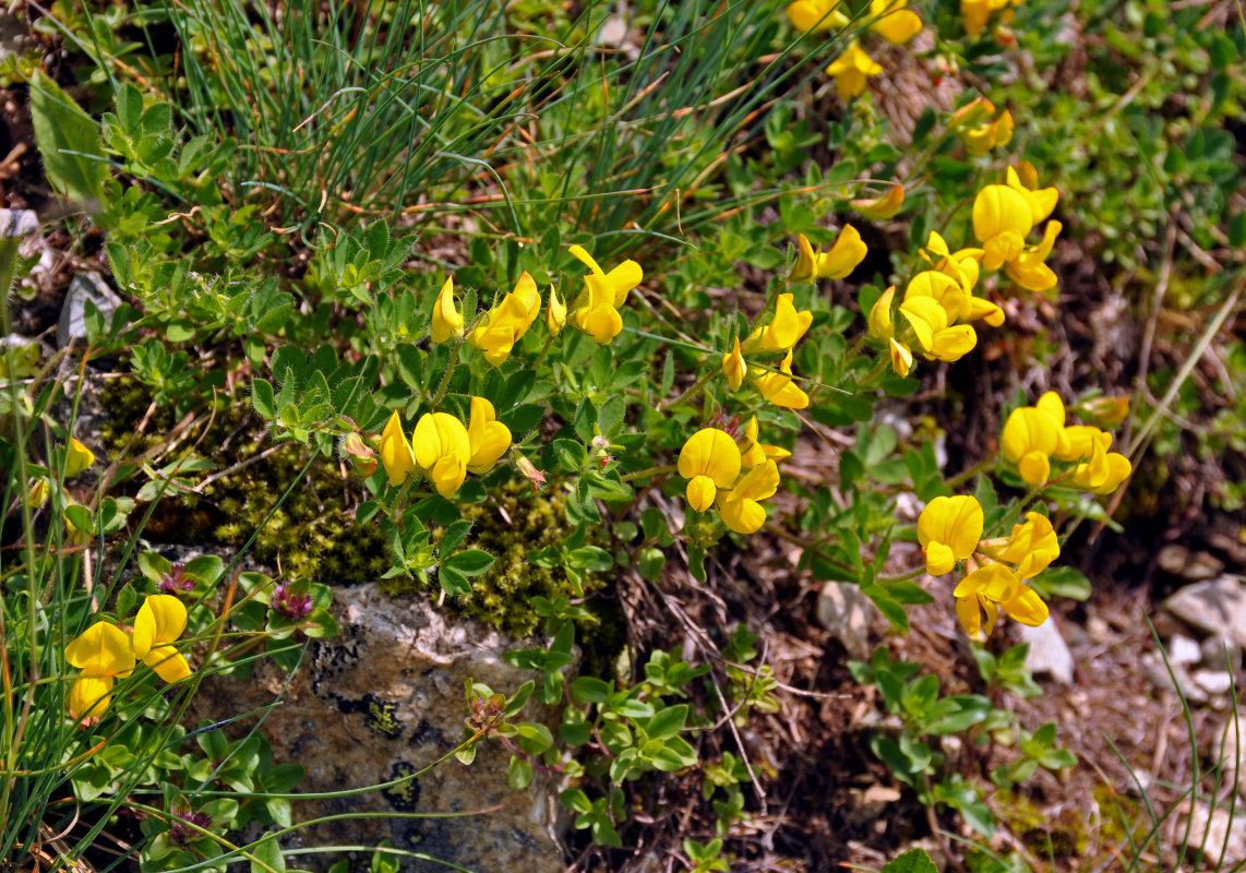 Image of Lotus caucasicus specimen.