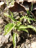 Woodsia polystichoides