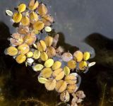 Salvinia minima