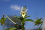 Viola arvensis