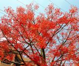 Brachychiton acerifolius