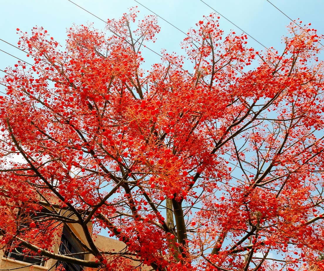 Изображение особи Brachychiton acerifolius.