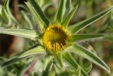 Pallenis spinosa. Развивающееся соцветие. Греция, Эгейское море, о. Парос, пос. Дриос, высокий берег моря. 10.04.2018.