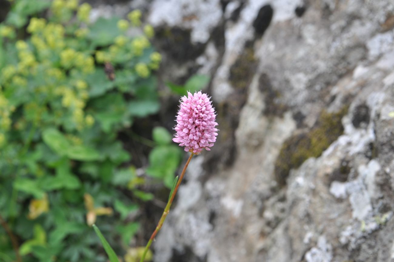 Изображение особи Bistorta carnea.