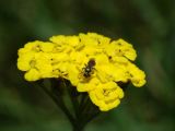 Achillea tomentosa