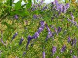 Vicia cracca. Части цветущего растения в сообществе с Salix udensis. Магаданская обл., Ольский р-н, недалеко от шоссе Магадан-Ола, заброшенное поле, разнотравная поляна. 29.08.2015.