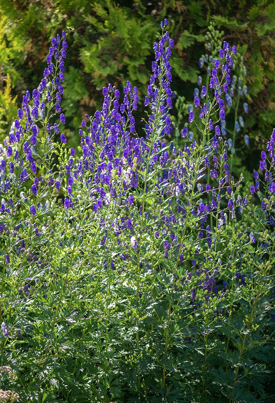 Image of Aconitum &times; stoerkianum specimen.