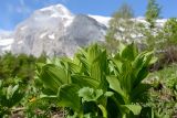 Veratrum lobelianum