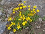 Saxifraga hirculus