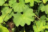 Alchemilla micans