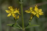 Hypericum hirsutum