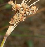 Juncus maritimus