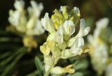 Astragalus albicaulis. Соцветие. Саратовская обл., Красноармейский р-н, окр. с. Белогорское, утёс Степана Разина. 30.05.2019.