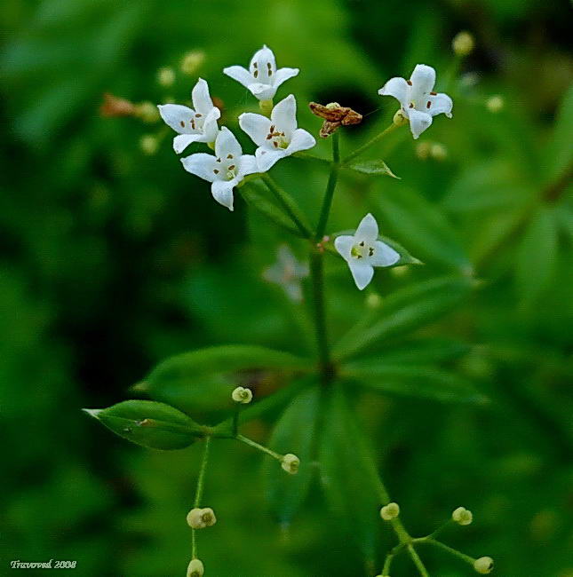 Изображение особи род Galium.