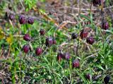 Fritillaria ruthenica. Верхушки цветущих растений. Самарская обл., Ставропольский р-н, окр. с. Жигули, Молодецкий курган, луговой склон. 03.05.2021.