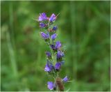 Echium vulgare. Соцветие на верхушке растения. Владимирская обл., Сулогодский р-н, окр. дер Митино, лесная вырубка. 03.07.2021.