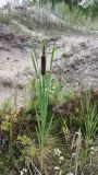 Typha incana