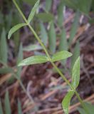 Nepeta nuda